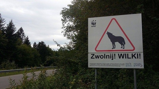 zwolnij wilki